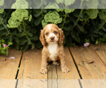 Small #32 Cocker Spaniel