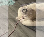 Small #8 Pug Mix