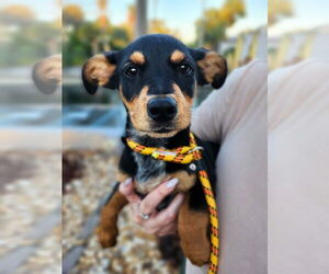 Dachshund-Unknown Mix Dogs for adoption in Oakland Park , FL, USA