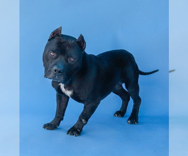 Medium Photo #2 American Bulldog-Unknown Mix Puppy For Sale in Pasadena, CA, USA