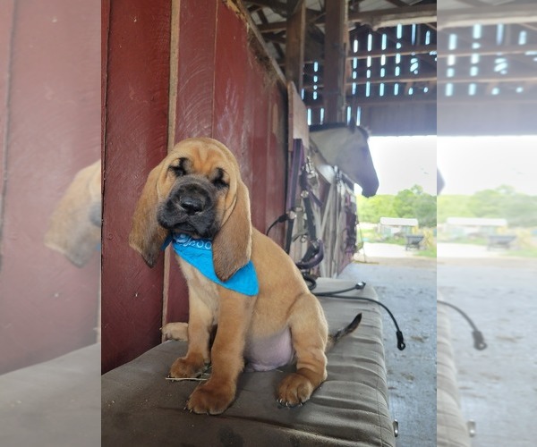 Medium Photo #1 Bloodhound Puppy For Sale in NEW PORT RICHEY, FL, USA