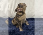 Small Photo #9 French Bulldog Puppy For Sale in CHESAPEAKE, VA, USA