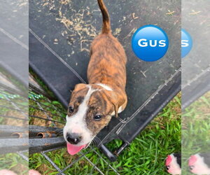 Mutt Dogs for adoption in Wenonah, NJ, USA