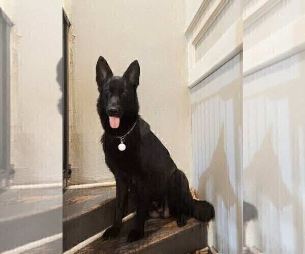 Medium Photo #1 German Shepherd Dog Puppy For Sale in PITTSBURGH, PA, USA