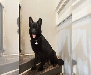 Mother of the German Shepherd Dog puppies born on 05/16/2026