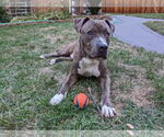 Small #3 Bullypit