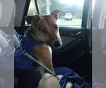 Small #2 German Shepherd Dog Mix