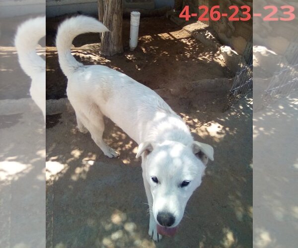 Medium Photo #5 Mutt Puppy For Sale in Apple Valley, CA, USA