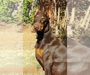 Father of the Doberman Pinscher puppies born on 06/06/2021