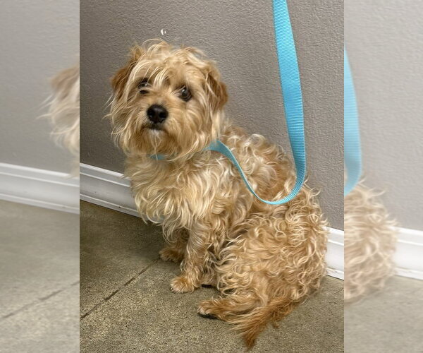 Medium Photo #1 Shih Tzu-Unknown Mix Puppy For Sale in Bolivar, MO, USA