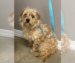 Small Shih Tzu Mix
