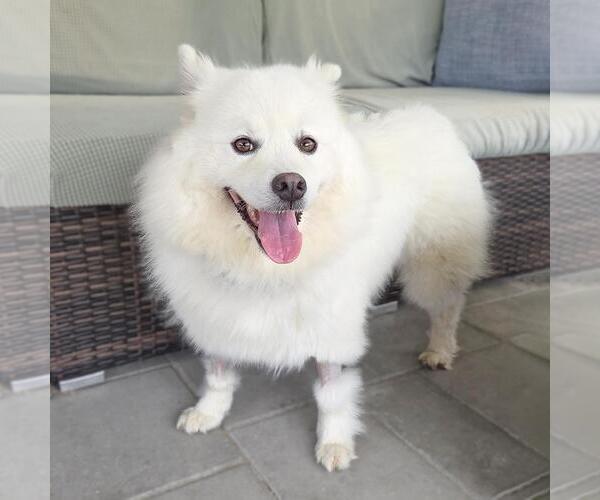 Medium Photo #4 American Eskimo Dog Puppy For Sale in San Diego, CA, USA