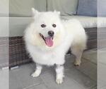 Small #3 American Eskimo Dog