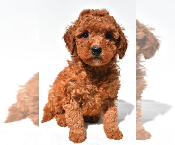 Medium Photo #27 Goldendoodle mix (+ Poodle Miniature) Puppy For Sale in DURHAM, CT, USA