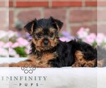 Small #3 Yorkshire Terrier