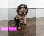 Puppy Snickers Goldendoodle