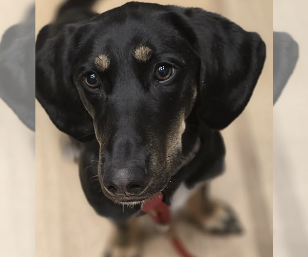 Medium Photo #8 Basset Hound-Unknown Mix Puppy For Sale in Brooklyn, NY, USA