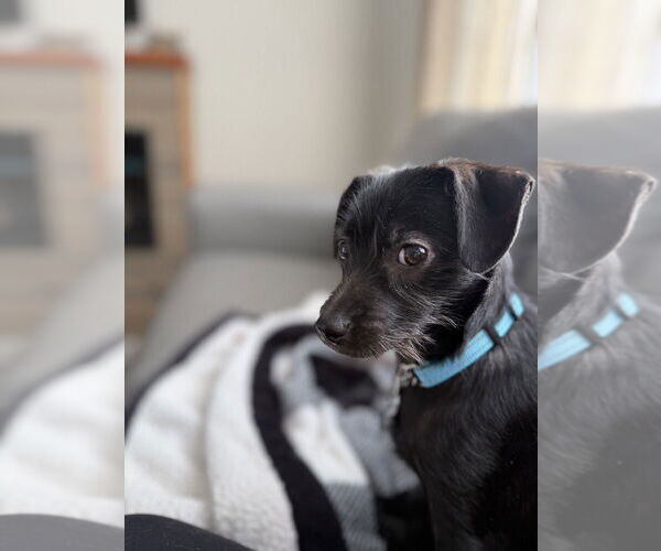 Medium Photo #1 Mutt Puppy For Sale in Plymouth, MN, USA