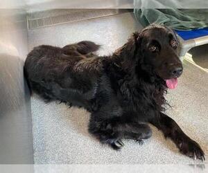 Mutt Dogs for adoption in Orange, CA, USA