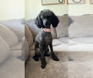 Mother of the Poodle (Miniature) puppies born on 03/16/2026