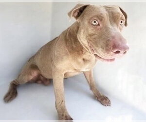 Staffordshire Bull Terrier-Unknown Mix Dogs for adoption in Houston, TX, USA