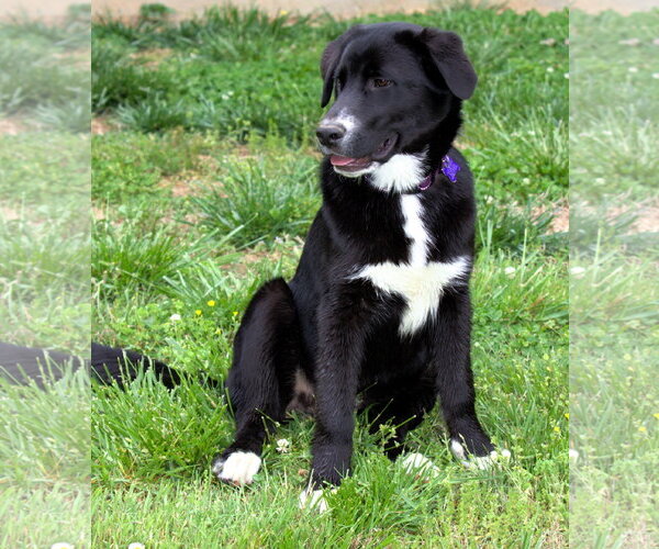 Medium Photo #2 Pyrenees Border Collie Puppy For Sale in Cookeville, TN, USA