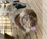 Small Labradoodle