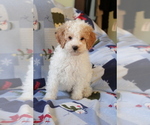 Small #3 Goldendoodle (Miniature)