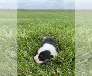 Pembroke Welsh Corgi Puppy for sale in ARTHUR, IL, USA