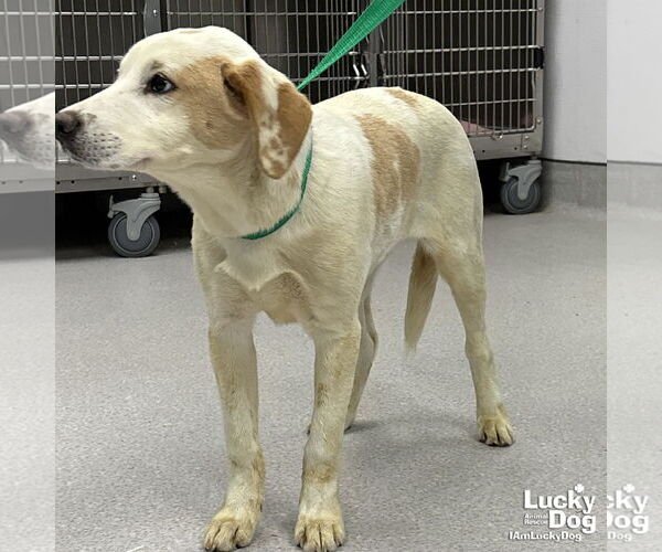 Medium Photo #2 Labrador Retriever-Unknown Mix Puppy For Sale in Washington, DC, USA