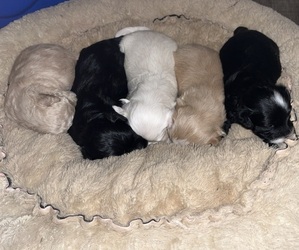 Maltipoo (Miniature) Puppy for sale in DOUGLAS, GA, USA