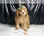 Small Photo #6 Poodle (Toy) Puppy For Sale in WARSAW, IN, USA