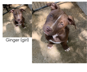 American Pit Bull Terrier Puppy for sale in MENLO PARK, CA, USA