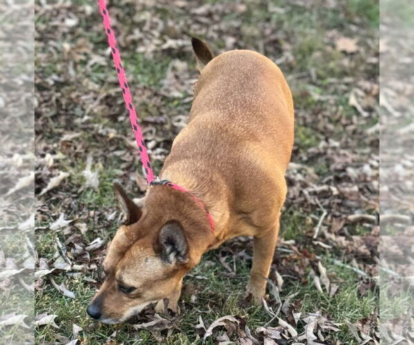 Medium Photo #4 Mutt Puppy For Sale in Yardley, PA, USA