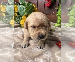 Golden Retriever Puppy for sale in NEOLA, WV, USA