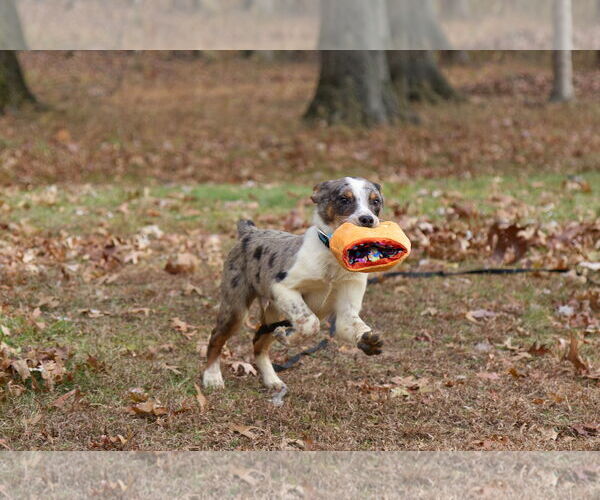 Medium Photo #3 Mutt Puppy For Sale in Garden City, NY, USA