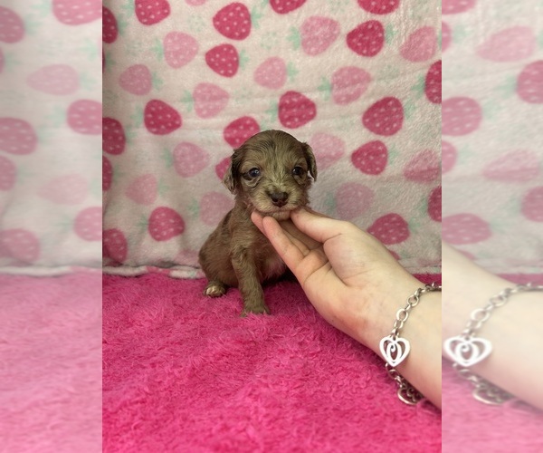 Medium Photo #1 Goldendoodle-Miniature Australian Shepherd Mix Puppy For Sale in AUSTIN, TX, USA