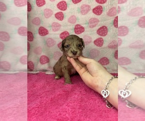 Goldendoodle-Miniature Australian Shepherd Mix Puppy for sale in AUSTIN, TX, USA