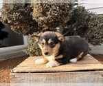 Small #4 Pembroke Welsh Corgi