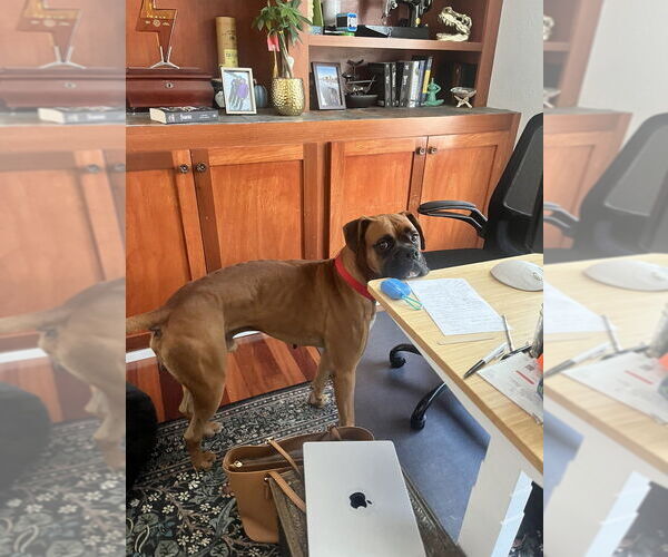 Medium Photo #4 Boxer Puppy For Sale in Austin, TX, USA