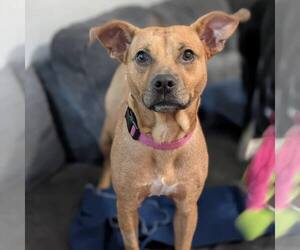American Staffordshire Terrier-Unknown Mix Dogs for adoption in New Oxford , PA, USA