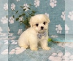 Small Mal-Shi