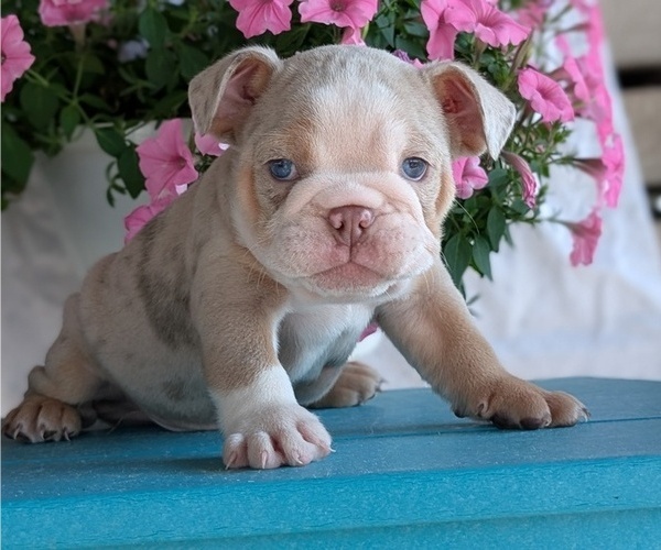 Medium Photo #3 English Bulldog Puppy For Sale in GOSHEN, IN, USA