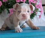 Small #2 English Bulldog