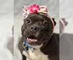 Small Bulldog Mix