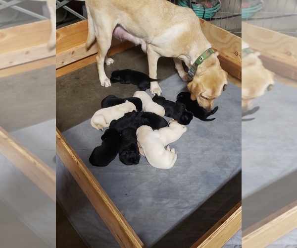 Medium Photo #1 Labrador Retriever Puppy For Sale in LOWELL, OR, USA