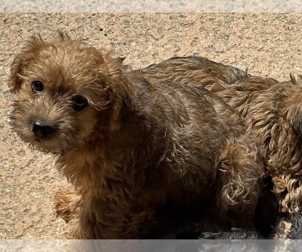Medium Photo #6 Poocan Puppy For Sale in FAIR OAKS, CA, USA