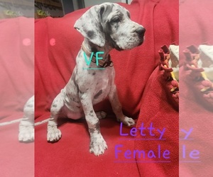 Great Dane Puppy for sale in GRAFTON, OH, USA