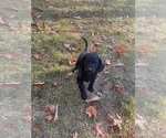 Small Photo #1 Cavapoo Puppy For Sale in WOODBRIDGE, VA, USA