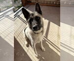 Small #1 Akita